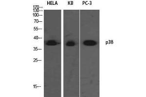 Western Blot (WB) analysis of HeLa KB PC-3 using p38 Polyclonal Antibody. (MAPK14 抗体)