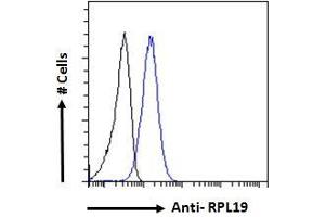 ABIN185648 Flow cytometric analysis of paraformaldehyde fixed A431 cells (blue line), permeabilized with 0. (RPL19 抗体  (Internal Region))