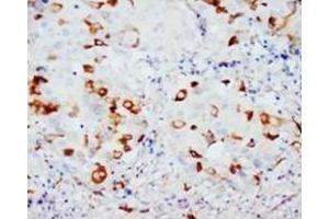 Immunohistochemistry (Paraffin-embedded Sections) (IHC (p)) image for anti-CD40 Ligand (CD40LG) (N-Term) antibody (ABIN1105902)