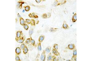 Immunohistochemical staining of human placenta tissue with THBS2 polyclonal antibody  at 1ug/mL. (Thrombospondin 2 抗体  (Middle Region))