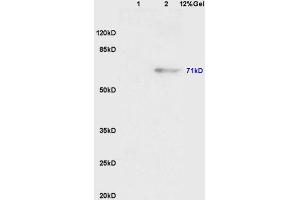 Lane 1: mouse embryo lysates Lane 2: mouse pancreas lysates probed with Anti Phospho-Wee1(Ser123) Polyclonal Antibody, Unconjugated (ABIN756592) at 1:200 in 4 °C. (WEE1 抗体  (pSer123))
