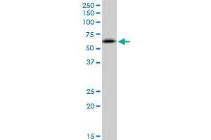 RNF25 MaxPab polyclonal antibody. (RNF25 抗体  (AA 1-459))