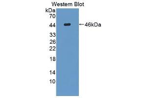 Western blot analysis of the recombinant protein. (FUT8 抗体  (AA 206-575))