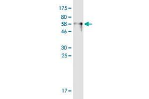 Western Blot detection against Immunogen (68. (SFTPB 抗体  (AA 1-381))