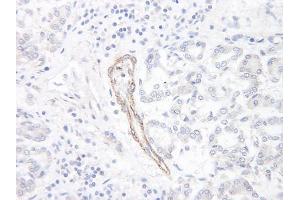 Image no. 1 for anti-Chemokine (C-C Motif) Ligand 1 (CCL1) antibody (ABIN465124) (CCL1 抗体)