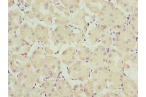 Immunohistochemistry of paraffin-embedded human pancreatic tissue using ABIN7172369 at dilution of 1:100 (TRAPPC6B 抗体  (AA 1-130))