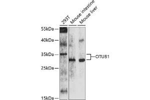Western blot analysis of extracts of various cell lines, using OTUB1 antibody (ABIN6133843, ABIN6145085, ABIN6145087 and ABIN6214521) at 1:1000 dilution. (OTUB1 抗体)