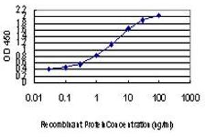 Detection limit for recombinant GST tagged TBX3 is approximately 0. (TBX3 抗体  (AA 311-410))