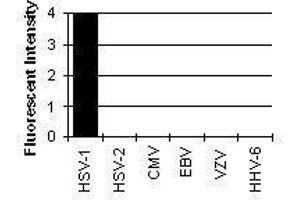 Cross Reactivity Results determined by IFA