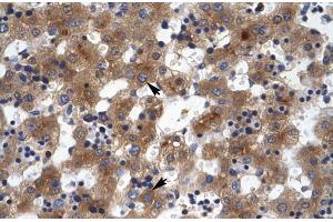 Human Liver (ZNF551 抗体  (N-Term))