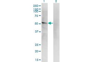 Western Blot analysis of LILRA2 expression in transfected 293T cell line by LILRA2 monoclonal antibody (M14), clone 4D7. (LILRA2 抗体  (AA 1-466))