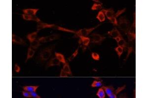 Immunofluorescence analysis of NIH/3T3 cells using DNASE1L1 Polyclonal Antibody at dilution of 1:100. (DNASEX 抗体)