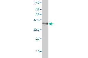 Western Blot detection against Immunogen (37. (arfgap2 抗体  (AA 331-431))