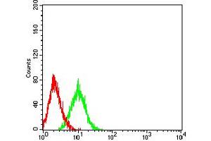 Flow cytometric analysis of HL-60 cells using CD8A mouse mAb (green) and negative control (red). (CD8 alpha 抗体  (AA 22-182))