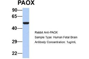 Host: Rabbit  Target Name: PAOX  Sample Tissue: Human Fetal Brain  Antibody Dilution: 1. (PAOX 抗体  (Middle Region))