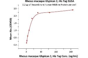 Immobilized Recombinant Human Midkine Protein at 2 μg/mL (100 μL/well) can bind Rhesus macaque Glypican 2, His Tag (ABIN6950991,ABIN6952277) with a linear range of 2-31 ng/mL (QC tested).