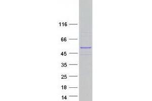 PTAR1 Protein (Myc-DYKDDDDK Tag)