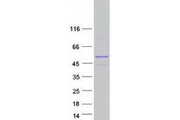 PTAR1 Protein (Myc-DYKDDDDK Tag)