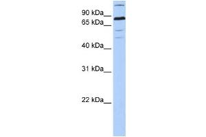 Western Blotting (WB) image for anti-Zinc Finger Protein 700 (ZNF700) antibody (ABIN2459444) (ZNF700 抗体)