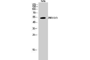 Western Blotting (WB) image for anti-Mitogen-Activated Protein Kinase 8 (MAPK8) (Thr183) antibody (ABIN5960039) (JNK 抗体  (Thr183))