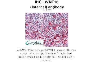 Image no. 1 for anti-Wingless-Type MMTV Integration Site Family, Member 16 (WNT16) (Internal Region) antibody (ABIN1740823) (WNT16 抗体  (Internal Region))