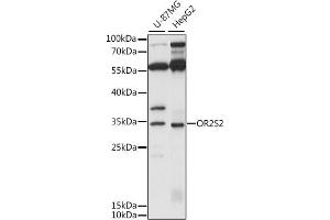 Western blot analysis of extracts of various cell lines, using OR2S2 antibody (ABIN7269087) at 1:1000 dilution. (OR2S2 抗体  (AA 200-300))