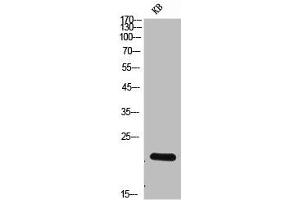 Western Blot analysis of KB cells using NKp30 Polyclonal Antibody