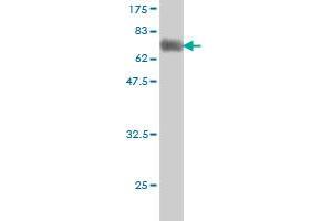 Western Blot detection against Immunogen (58. (HLF 抗体  (AA 1-295))
