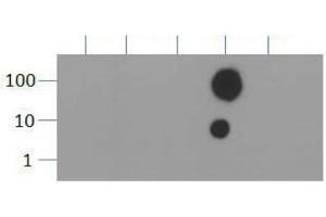 Dot Blot (DB) image for anti-Histone 3 (H3) (H3K36me3) antibody (ABIN5706765)