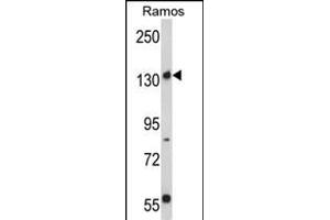 Western blot analysis of Rictor Antibody (N-term) (ABIN391384 and ABIN2841392) in Ramos cell line lysates (35 μg/lane).