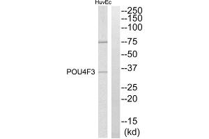 Western blot analysis of extracts from HuvEc cells, using POU4F3 antibody. (POU4F3 抗体  (C-Term))
