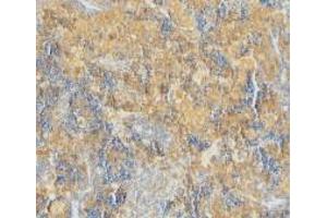 Immunohistochemical staining of mouse spleen using Caspase-4 antibody at 2 μg/ml. (Caspase 4 抗体  (N-Term))