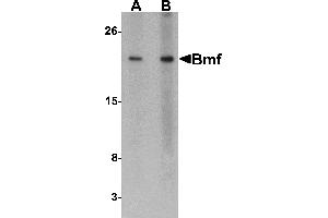 Western Blotting (WB) image for anti-Bcl2 Modifying Factor (BMF) (C-Term) antibody (ABIN1030299) (BMF 抗体  (C-Term))