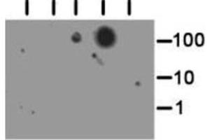 Dot Blot of Rabbit Histone H3 [Trimethyl Lys56] Antibody. (Histone 3 抗体  (H3K56me3))