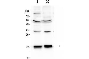 Western blot analysis of COX IV using anti-COX IV antibody . (COX IV 抗体  (AA 59-169))