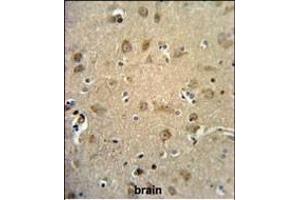 RTN4RL1 Antibody (C-term) (ABIN651458 and ABIN2840251) IHC analysis in formalin fixed and paraffin embedded human brain tissue followed by peroxidase conjugation of the secondary antibody and DAB staining. (RTN4RL1 抗体  (C-Term))