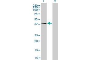 Western Blot analysis of MAPK13 expression in transfected 293T cell line by MAPK13 monoclonal antibody (M02), clone 2D8. (MAPK13 抗体  (AA 251-365))