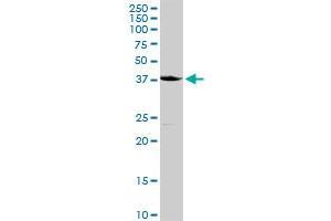 CD207 MaxPab rabbit polyclonal antibody. (CD207 抗体  (AA 1-328))
