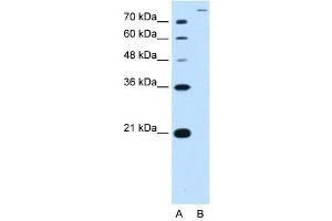 SLC26A5 antibody used at 2. (SLC26A5 抗体)
