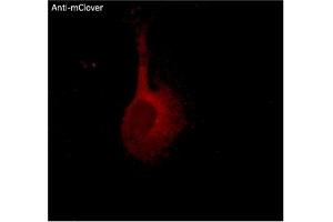 Immunofluorescence (IF) image for anti-mClover Fluorescent Protein antibody (ABIN7273087) (mClover Fluorescent Protein 抗体)