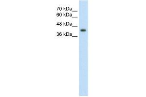 WB Suggested Anti-GNAS Antibody Titration:  2. (GNAS 抗体  (N-Term))