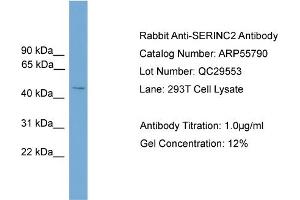 WB Suggested Anti-SERINC2  Antibody Titration: 0. (SERINC2 抗体  (Middle Region))