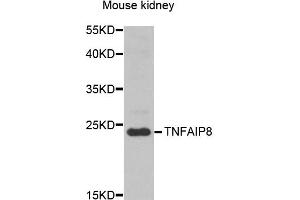 Western blot analysis of extracts of mouse kidney, using TNFAIP8 antibody (ABIN5974482) at 1/1000 dilution. (TNFAIP8 抗体)
