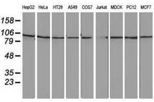 Image no. 3 for anti-Striatin Interacting Protein 1 (STRIP1) antibody (ABIN1498204) (STRIP1 抗体)