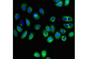 Immunofluorescent analysis of A549 cells using ABIN7160169 at dilution of 1:100 and Alexa Fluor 488-congugated AffiniPure Goat Anti-Rabbit IgG(H+L) (MCT3 抗体  (AA 432-504))