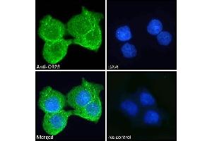 ABIN334453 Immunofluorescence analysis of paraformaldehyde fixed A431 cells, permeabilized with 0.
