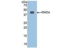 Detection of Recombinant SIRT6, Human using Polyclonal Antibody to Sirtuin 6 (SIRT6) (SIRT6 抗体  (AA 35-274))