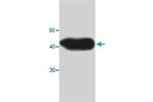 Western blot analysis in MB recombinant protein with BLVRB monoclonal antibody, clone 5uy8  at 1 : 1000 dilution.