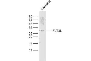 Mouse intestine probed with Rabbit Anti-FLT3L Polyclonal Antibody, Unconjugated  at 1:500 for 90 min at 37˚C. (FLT3LG 抗体  (AA 61-160))