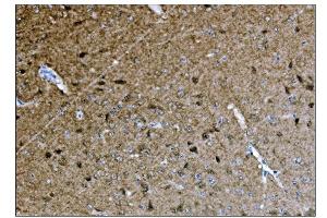 IHC analysis of CAMKIV/Camk4 using anti-CAMKIV/Camk4 antibody (ABIN7600419). (CAMK4 抗体  (AA 19-469))